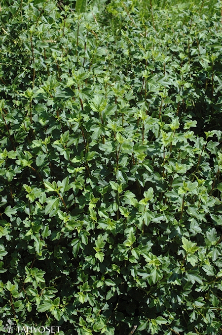 Ribes alpinum 'Pumilum', pikkutaikinamarja